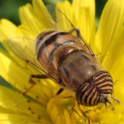 Eristalinus taeniops